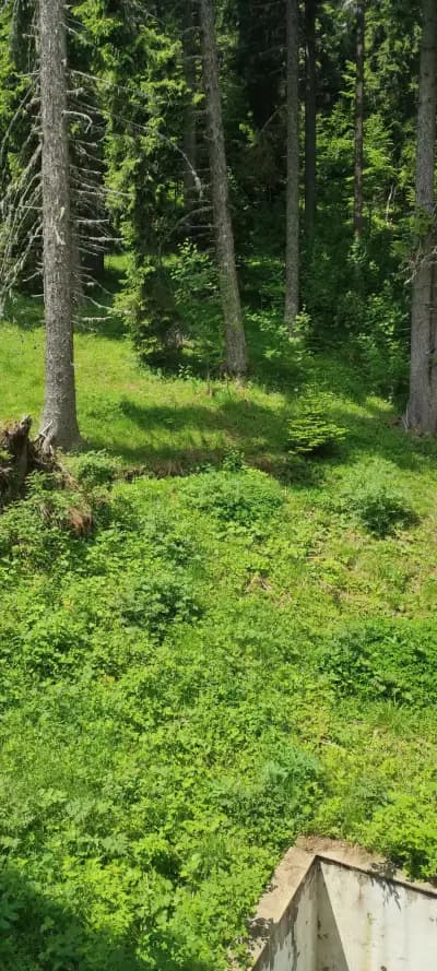 Forest place