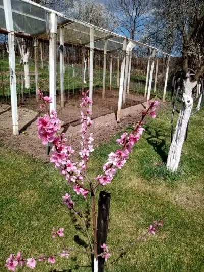 Стаи за гости в- Еньовата къща с.Сливовица