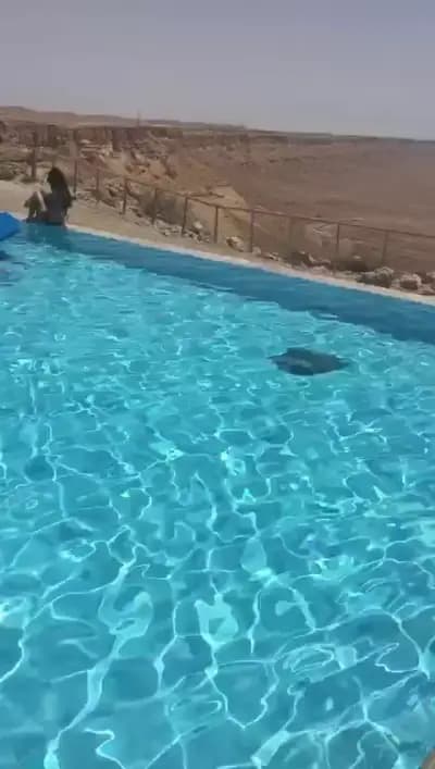 Лакатица