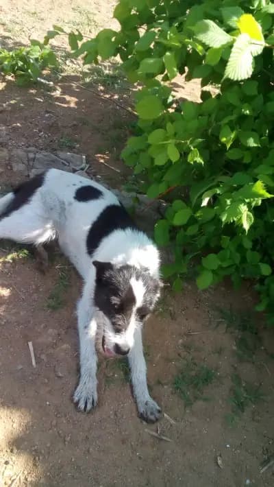 Къща за гости Зеленика