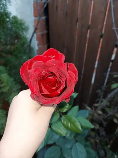 Къща за гости Джая