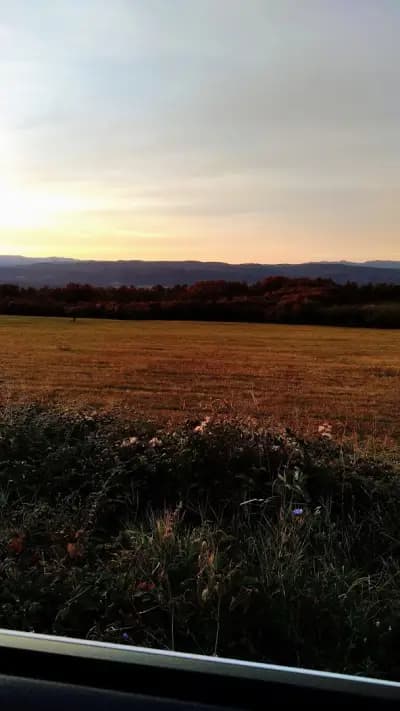 Къщата с лозата