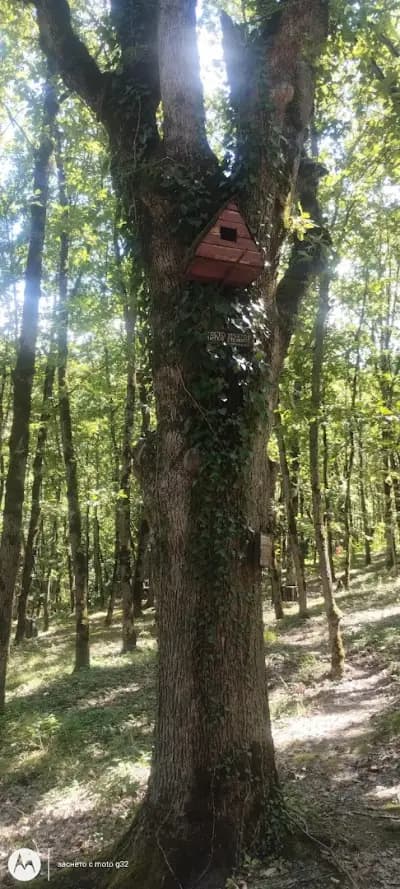 Небесните Пасбища