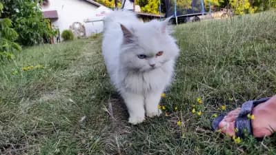 Чичо Томовата колиба