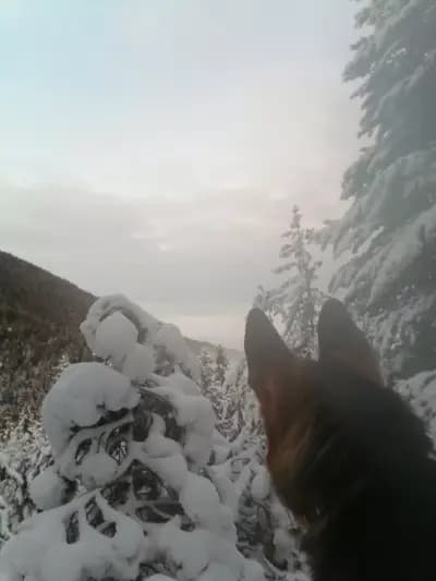 Хижа Скакавица