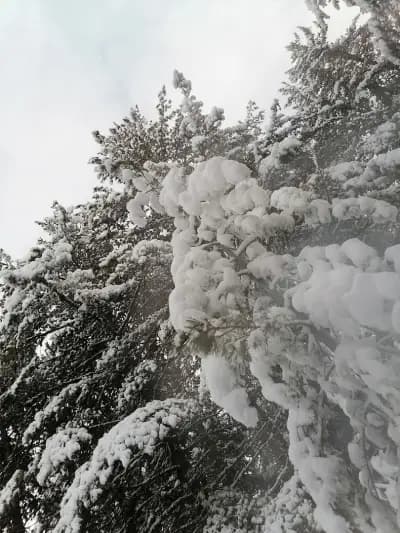 Хижа Скакавица