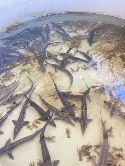 Рибна борса Kavarna Fish