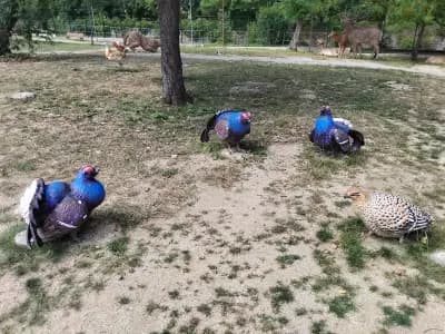 Палеопарк Вършец