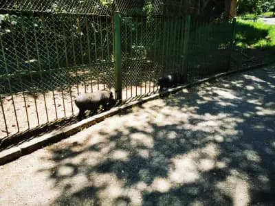 Парк Стратеш