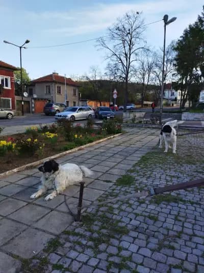 Кметство Локорско