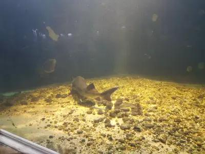 Варненският аквариум