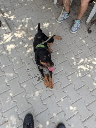Animal Rescue Sofia