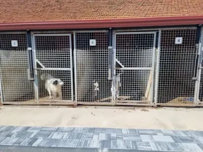 Animal Rescue Sofia
