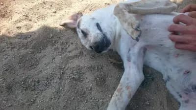 Animal Rescue Sofia