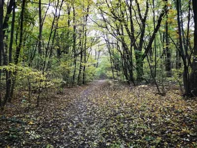Loven park
