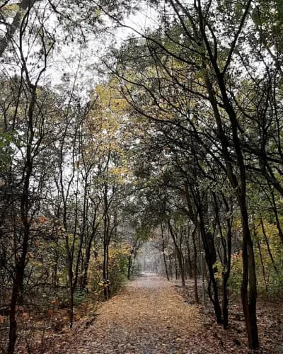 Парк Лаута