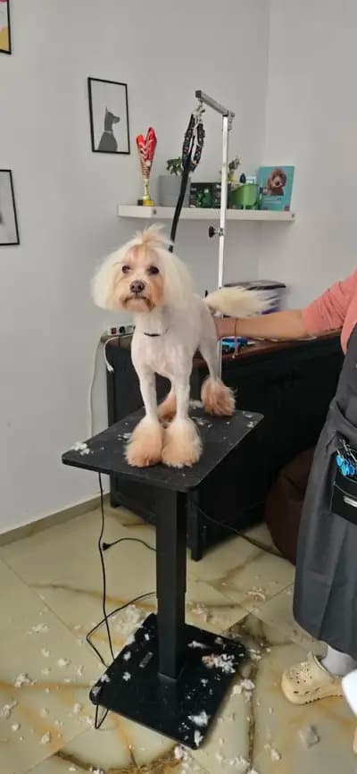 Груминг салон Manollo Grooming Studio Перник
