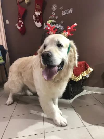 DoGma Grooming Studio