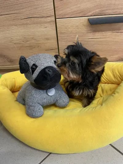 DoGma Grooming Studio