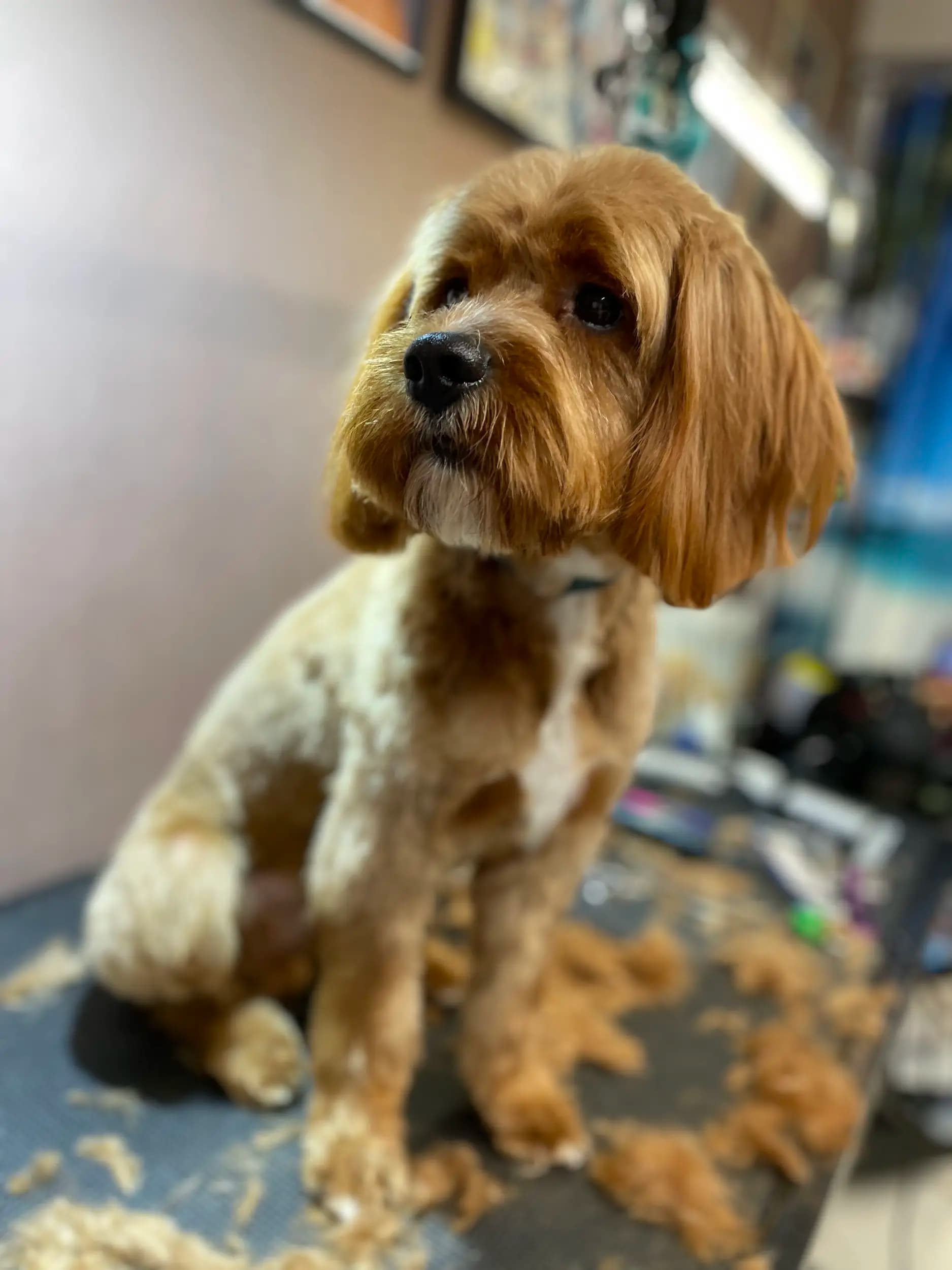 DoGma Grooming Studio