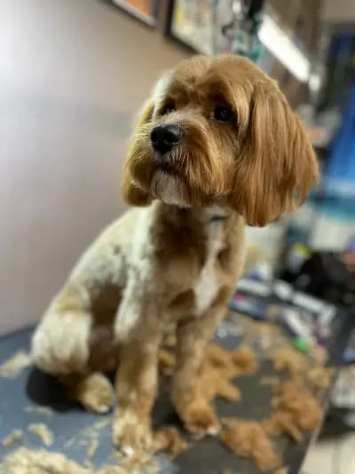 DoGma Grooming Studio