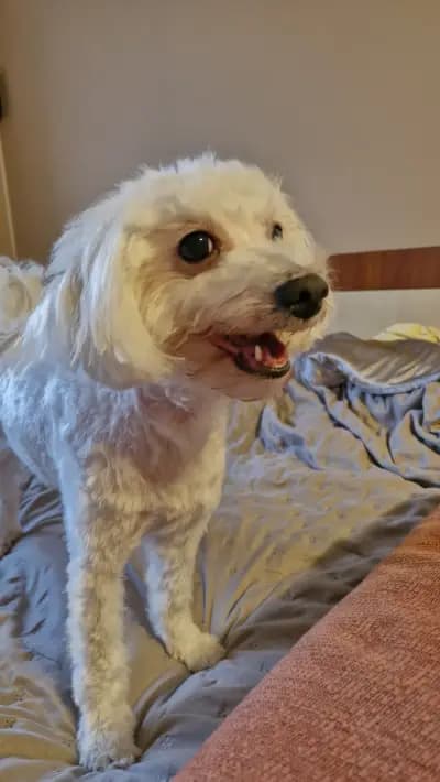 DoGma Grooming Studio