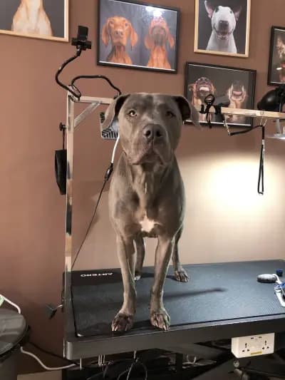 DoGma Grooming Studio