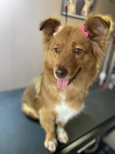 DoGma Grooming Studio