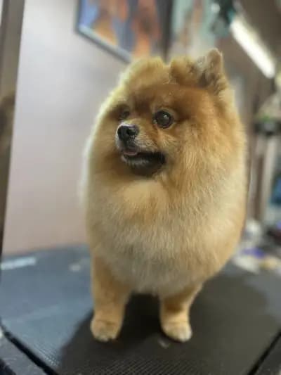 DoGma Grooming Studio
