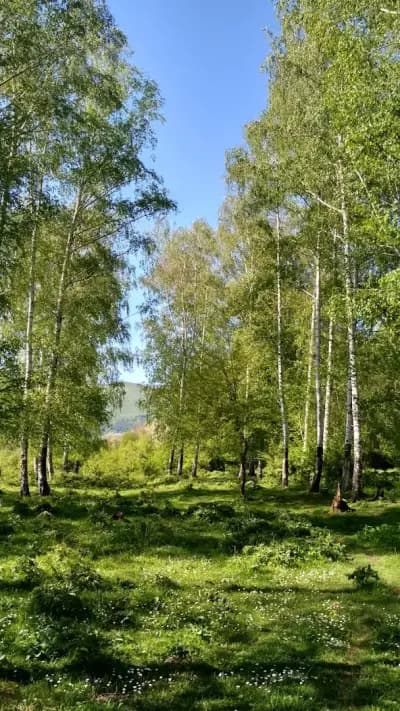 „Кастамону – България“ (ГАБРОВНИЦА)
