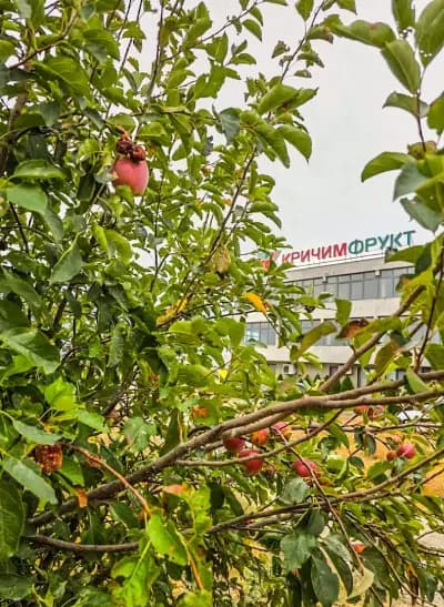 КРИЧИМФРУКТ
