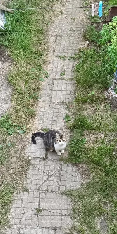 Милчовата къща