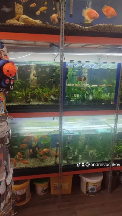 ЗООМАГАЗИН Aqua plants and fish
