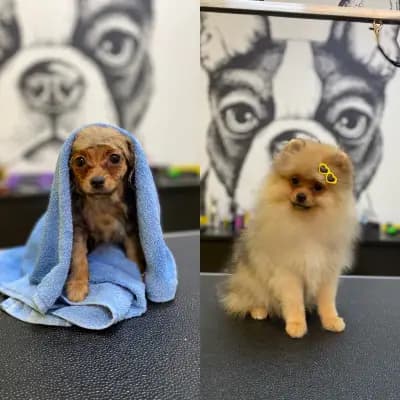 Grooming Studio Fancy Paws