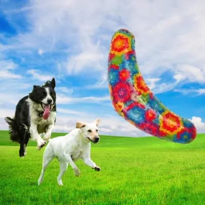 Zoolandbg