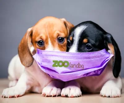 Zoolandbg