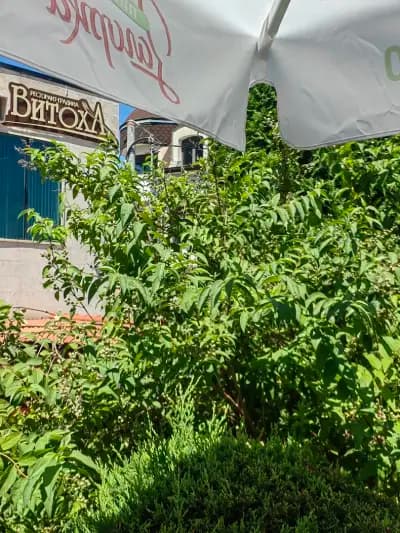 Витоха ресторант - градина / Vitoha restaurant - garden