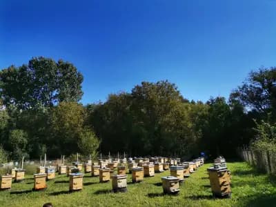 Биологична пчелна ферма Попови