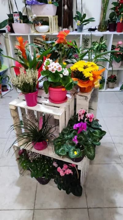 Алекс Флора