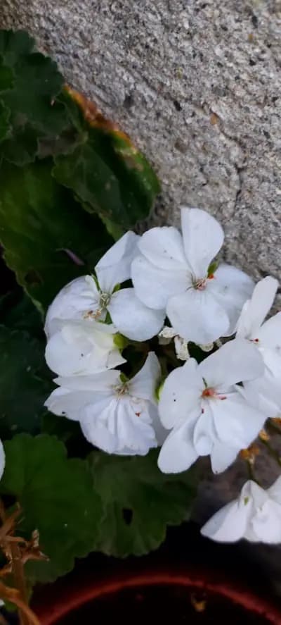 ОРАНЖЕРИЯ ЗА ЦВЕТЯ КОСТИНБРОД