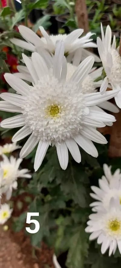 ОРАНЖЕРИЯ ЗА ЦВЕТЯ КОСТИНБРОД