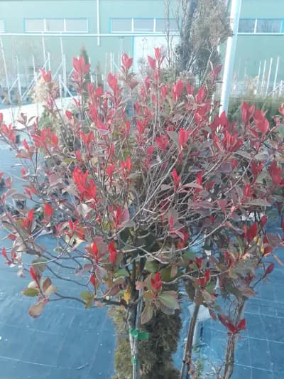 Градински център Бургас Pro Plants