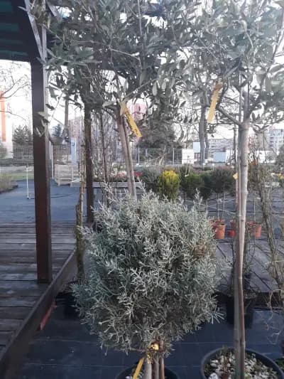 Градински център Бургас Pro Plants