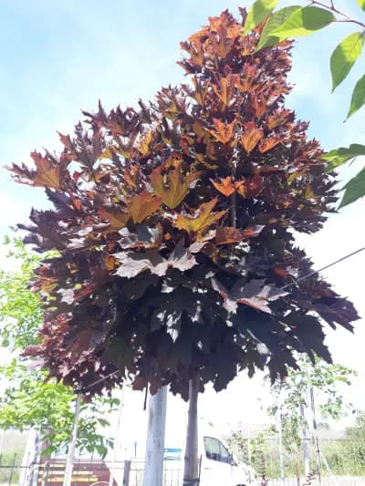 Градински център Бургас Pro Plants