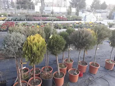 Градински център Бургас Pro Plants