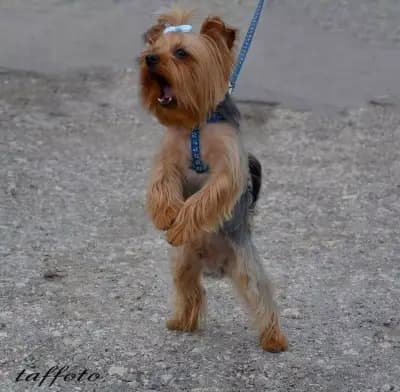 Фризьорски Салон За Домашни Любимци (Груминг Студио)