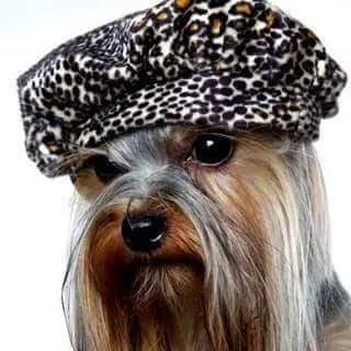 Фризьорски Салон За Домашни Любимци (Груминг Студио)