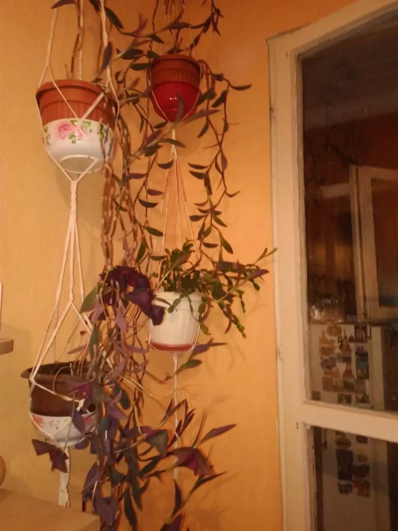 Liberty Food Services (Varna)