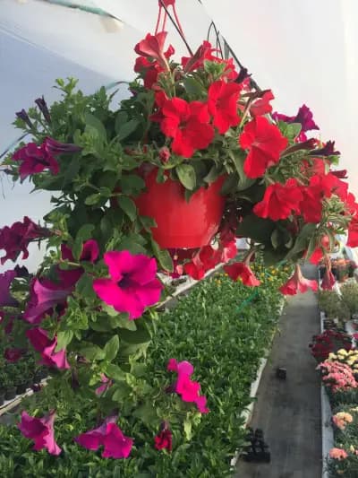 ZP Svetla Pavlova - plants, flowers( Цветя, Разсадник)