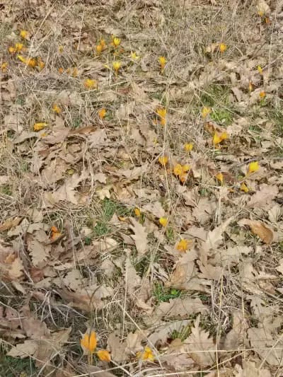 K K